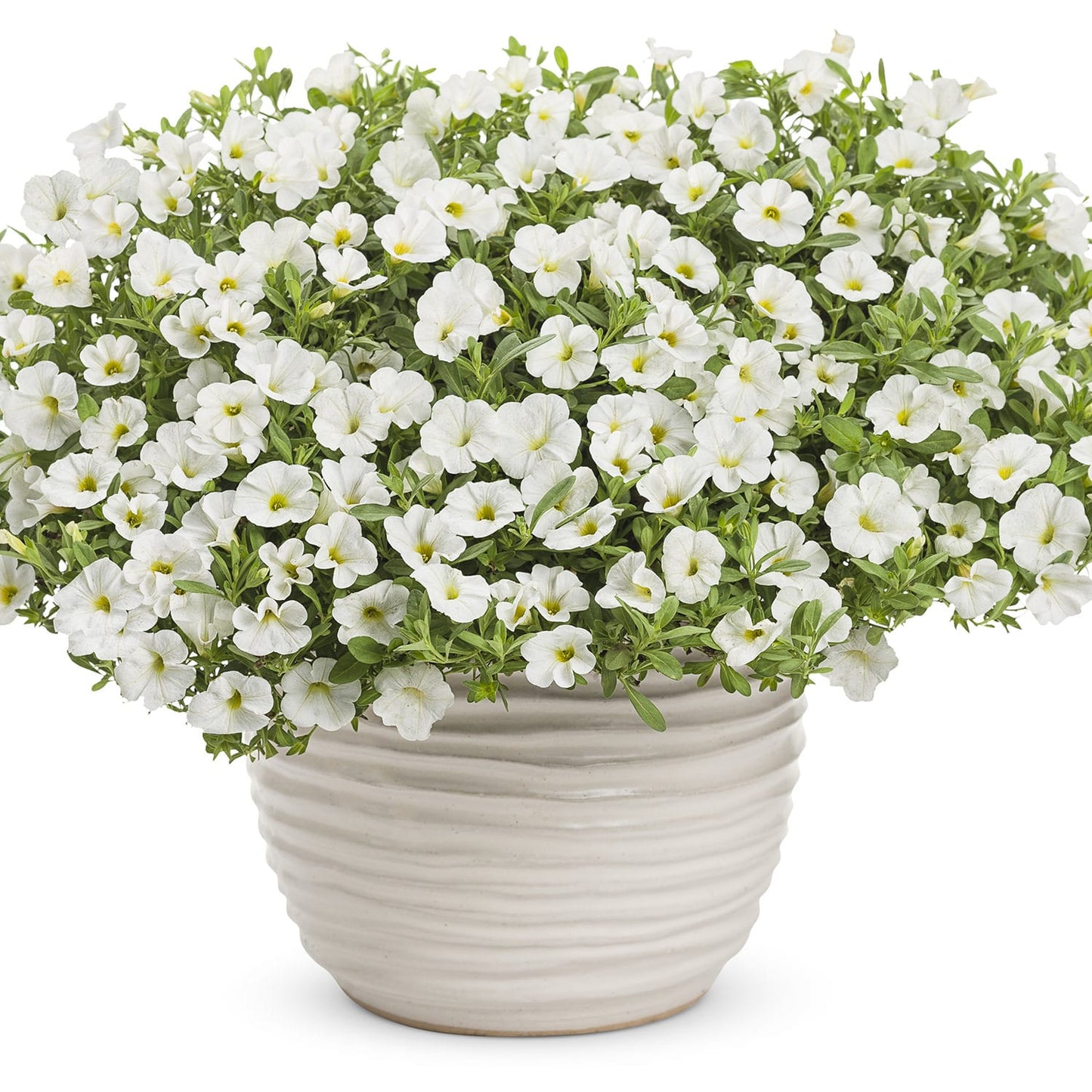 The Superbells® White Calibrachoa, with lush green foliage and plentiful small white flowers with yellow centers in a white ceramic pot, creates a charming display against a plain white background - Photo Courtesy of Proven Winners, Inc. Decorative pot not included.