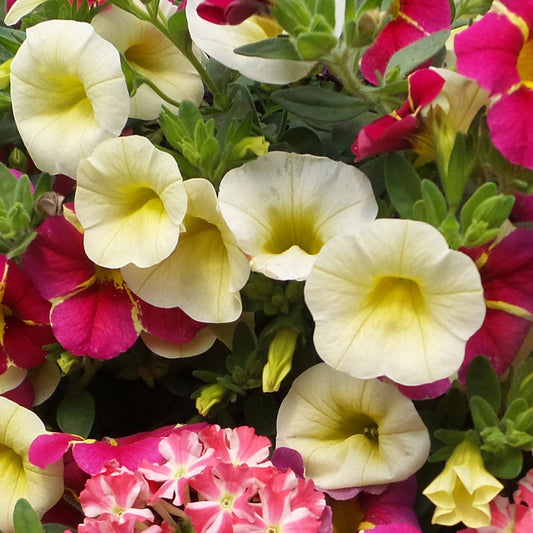 Superbells® Yellow Chiffon™ Calibrachoa - Photo Property of Garden Crossings LLC