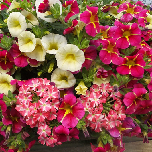 Superbells® Yellow Chiffon™ Calibrachoa - Photo Property of Garden Crossings LLC