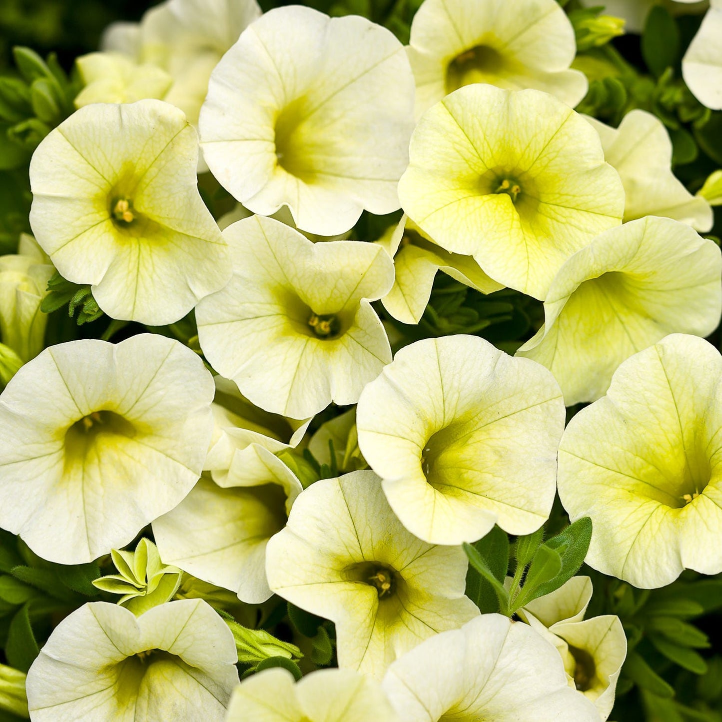 Superbells® Yellow Chiffon™ Calibrachoa features clusters of pale yellow, trumpet-shaped blooms and green foliage - Photo Courtesy of Proven Winners, Inc.