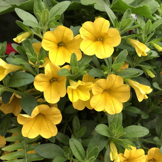 Cluster of Superbells® Yellow Calibrachoa features bright yellow blooms and lush green foliage - Photo Property of Garden Crossings LLC