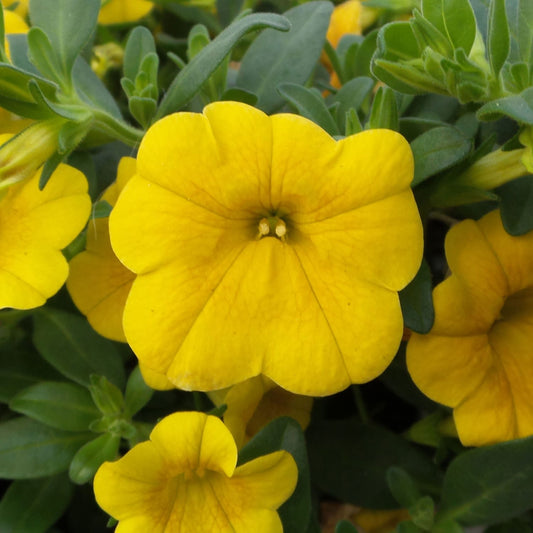 Close-up of Superbells® Yellow Calibrachoa. Bright yellow petals overlap gently, featuring a soft texture and subtle veins on the central flower - Photo Property of Garden Crossings LLC