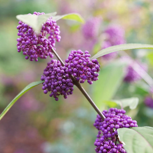 Close-up of vibrant purple berries on the Bubble Up™ Beautyberry (Callicarpa), clustered along a slender branch with elongated green leaves, set against a softly blurred natural background - Photo Courtesy of Proven Winners, Inc.