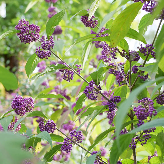 Bubble Up™ Beautyberry (Callicarpa) - Photo Courtesy of Proven Winners, Inc.