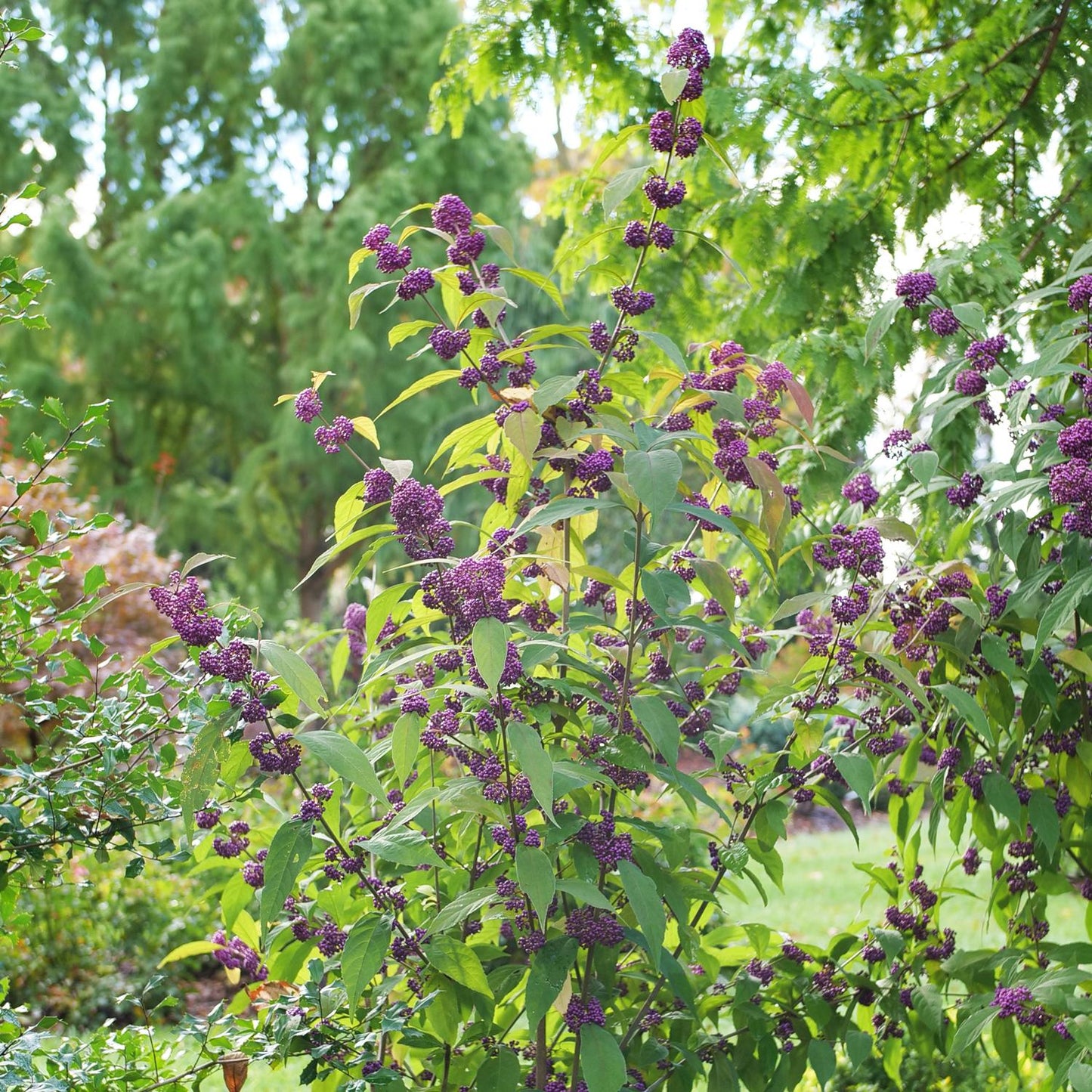 Bubble Up™ Beautyberry (Callicarpa) is a compact shrub with clusters of bright purple berries and green leaves, thriving in a sunlit garden among other plants and trees - Photo Courtesy of Proven Winners, Inc.