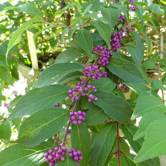 Pearl Glam® Beautyberry (Callicarpa) - Photo Property of Garden Crossings LLC