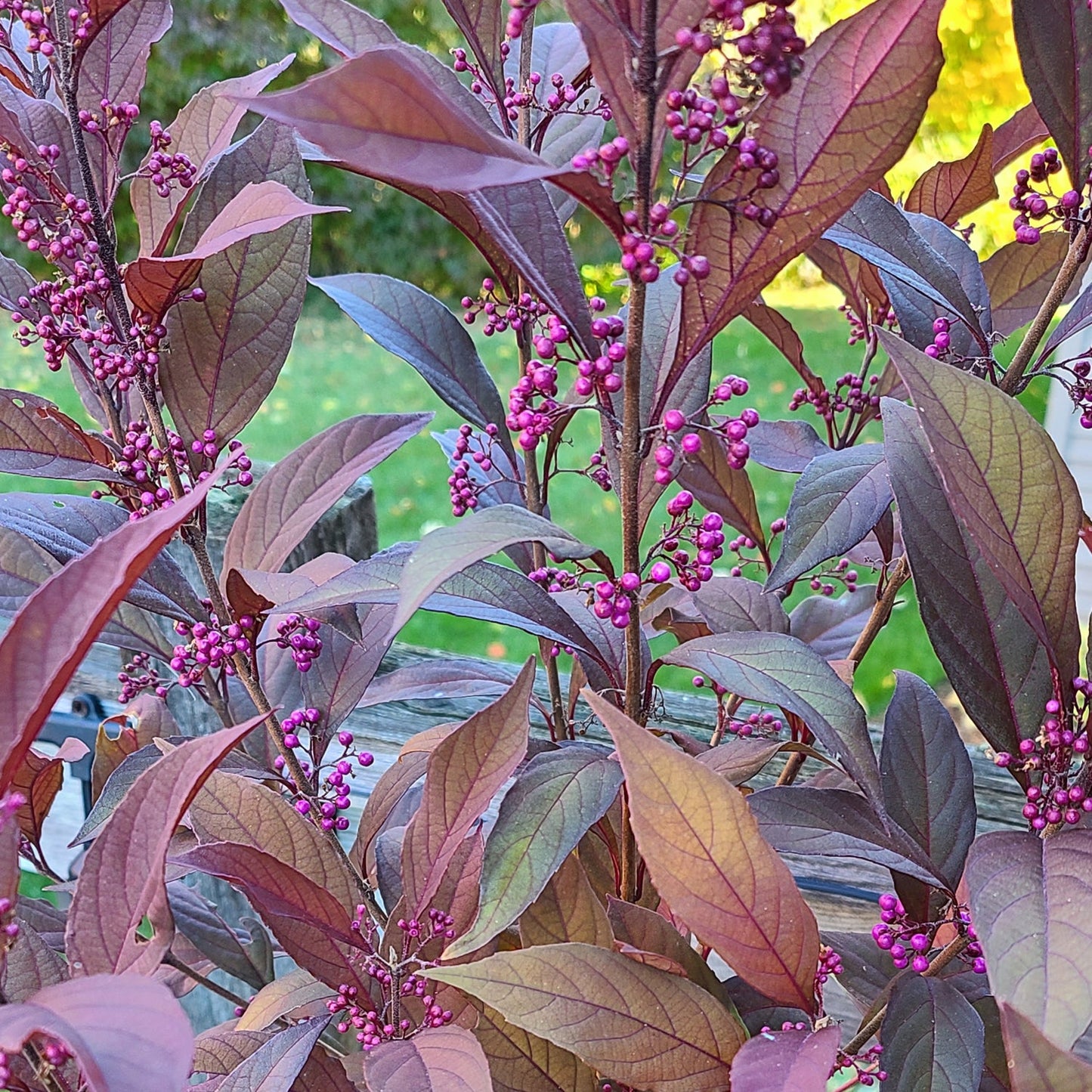 Pearl Glam® Beautyberry (Callicarpa) has elongated reddish-purple leaves and clusters of vibrant purple berries, displayed outdoors against a blurred green background - Photo Property of Garden Crossings LLC.