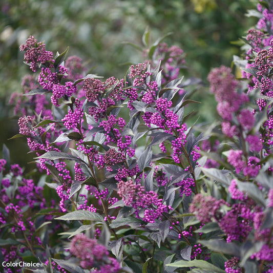 Pearl Glam® Beautyberry (Callicarpa) - Photo Courtesy of Proven Winners, Inc.