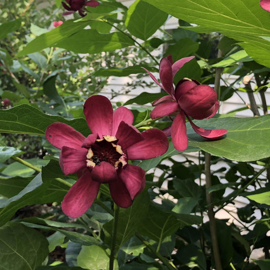 Two dark red, yellow-centered 'Aphrodite' Sweetshrub (Calycanthus) flowers bloom among green leaves in sunlight, with a white house partially visible in the background - Photo Property of Garden Crossings LLC.