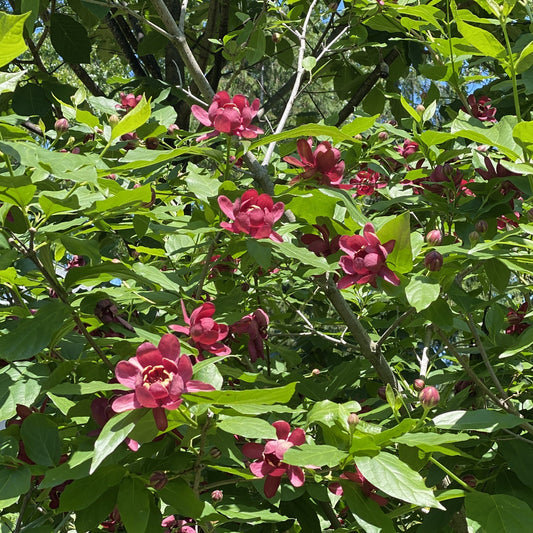 ‘Aphrodite’ Sweetshrub (Calycanthus) is a fragrant flowering shrub with numerous deep red, cup-shaped blooms and lush green foliage that glows in sunlight - Photo Property of Garden Crossings LLC.