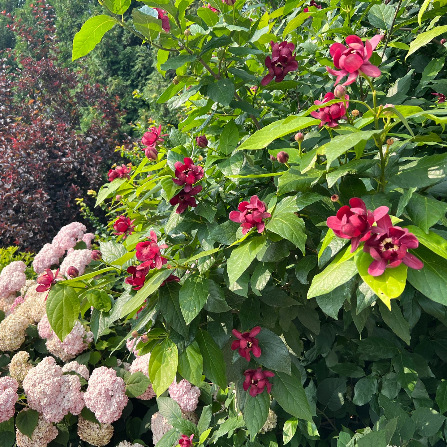 Aphrodite' Sweetshurb (Calycanthus) - Photo Property of Garden Crossings LLC