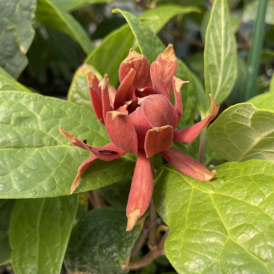 A close-up of Simply Scentsational® Sweetshrub (Calycanthus) shows reddish-brown, fragrant, curled petals and broad glossy green leaves. Slightly dry petal tips emphasize the Proven Winners plant’s unique appeal. - Photo Property of Garden Crossings LLC