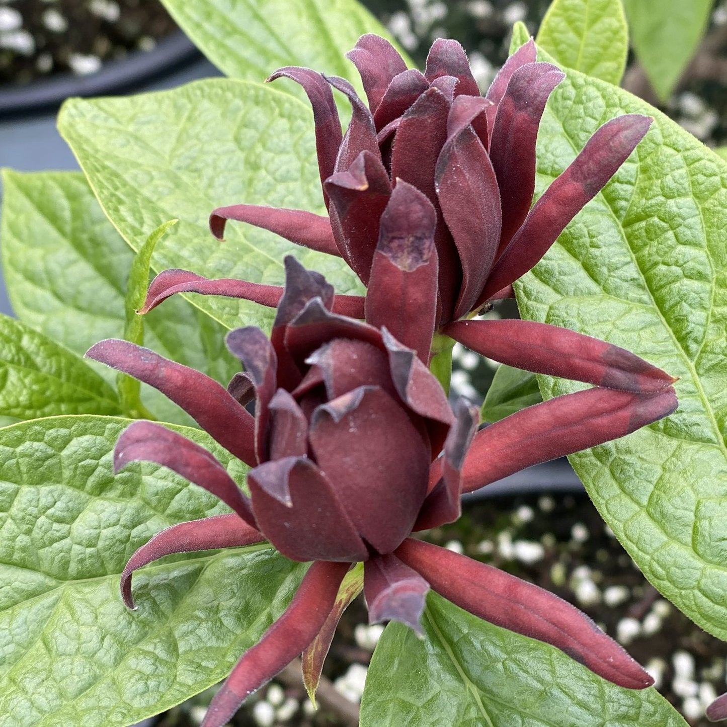 Deep red, spiky flowers with pointed petals bloom among vibrant green leaves on the fragrant Simply Scentsational® Sweetshrub (Calycanthus), with lush foliage and unique unopened-looking blossoms. - Photo Property of Garden Crossings LLC
