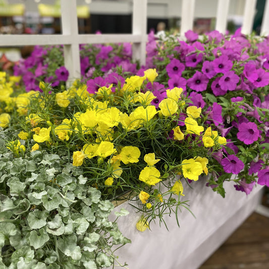 Ladybird® Sunglow Texas Primrose (Calylophus) - Photo Property of Garden Crossings LLC