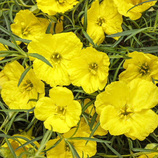 Ladybird® Sunglow Texas Primrose (Calylophus) - Photo Courtesy of Proven Winners, Inc.