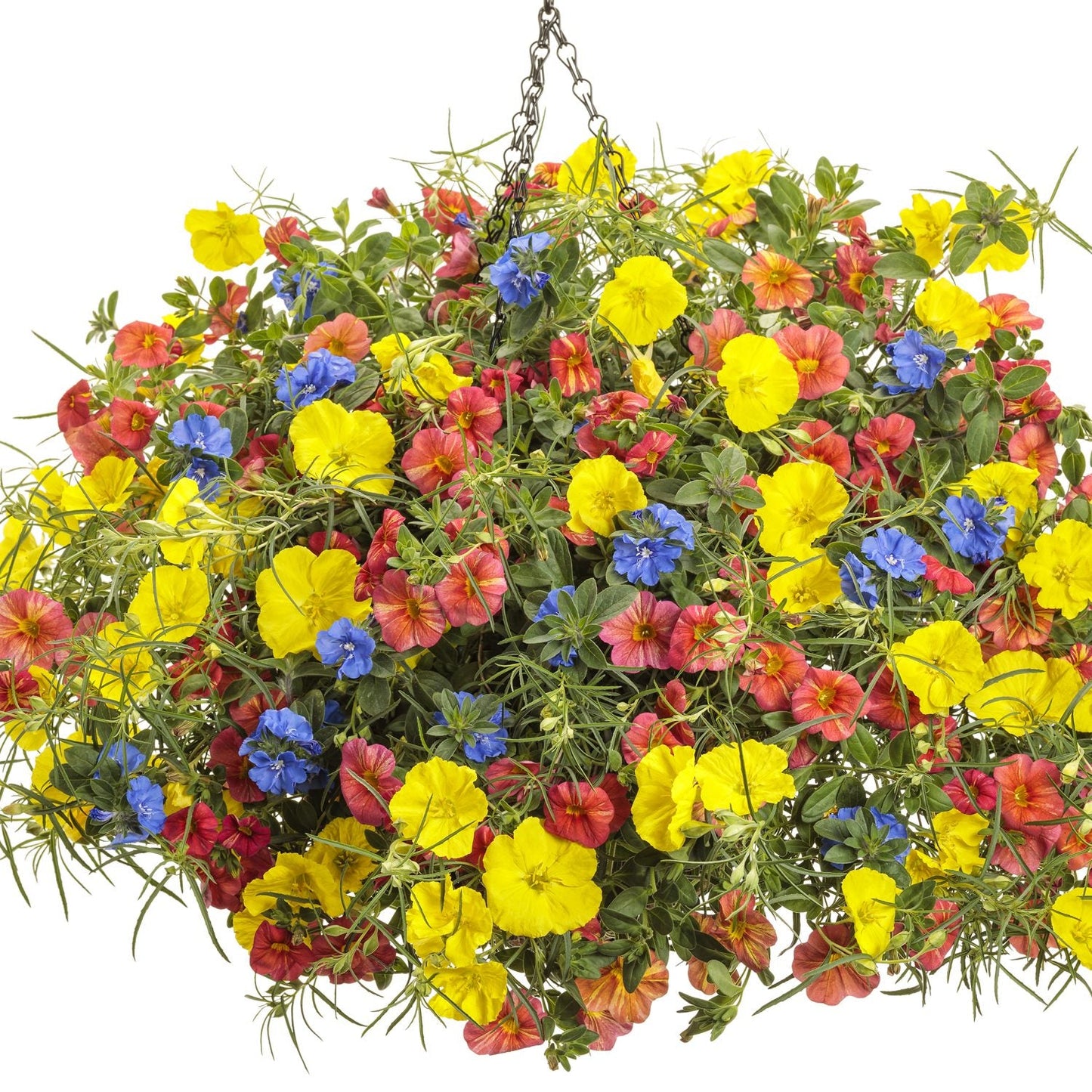 A hanging basket features Superlophus® Sunglow Texas Primrose (Oenothera), a heat-tolerant plant with vibrant yellow blooms and lush green leaves, in a hanging basket with red and blue flowers - Photo Courtesy of Proven Winners, Inc. Decorative pot not included.