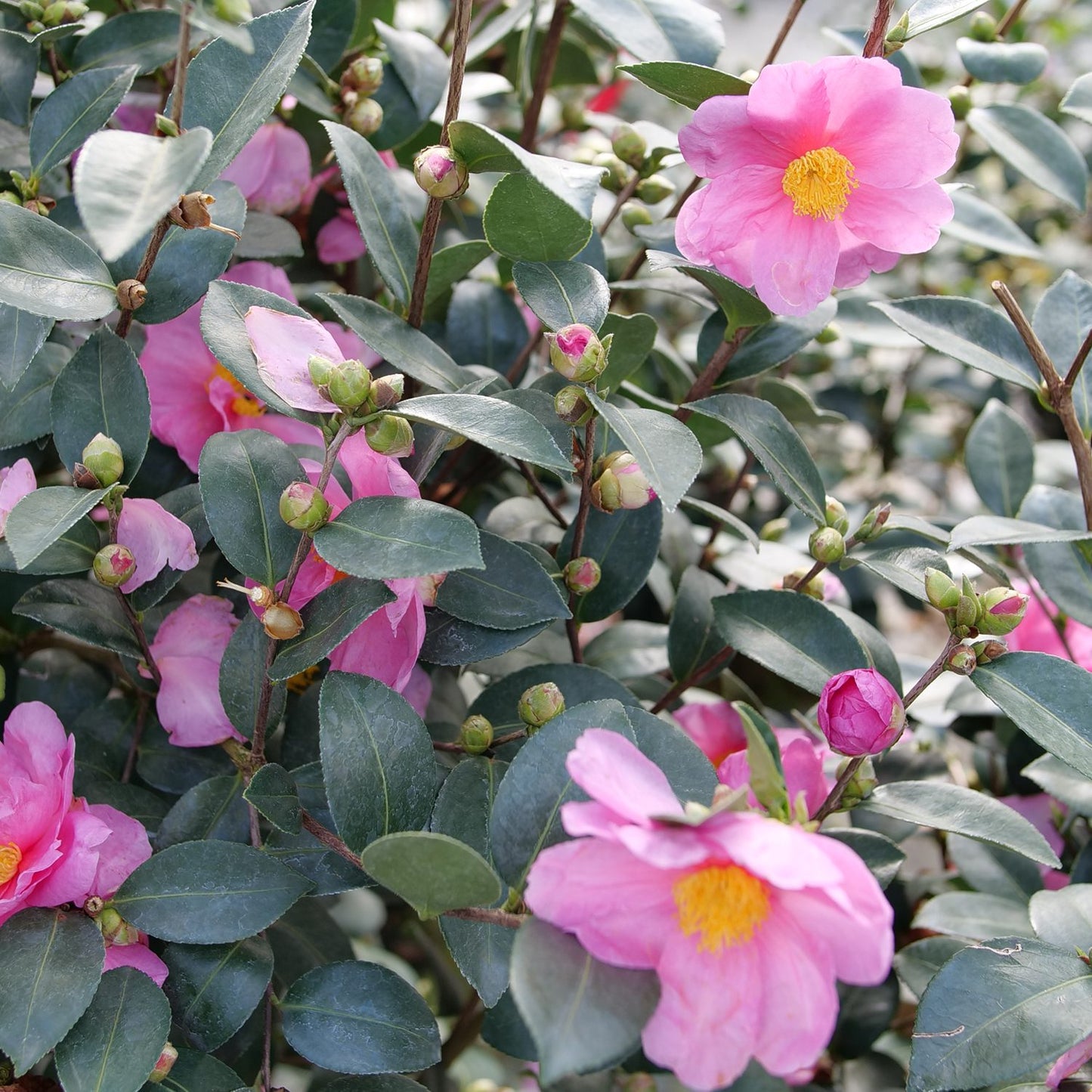 Just Chill® Double Mauve Camellia - Photo Courtesy of Proven Winners, Inc.