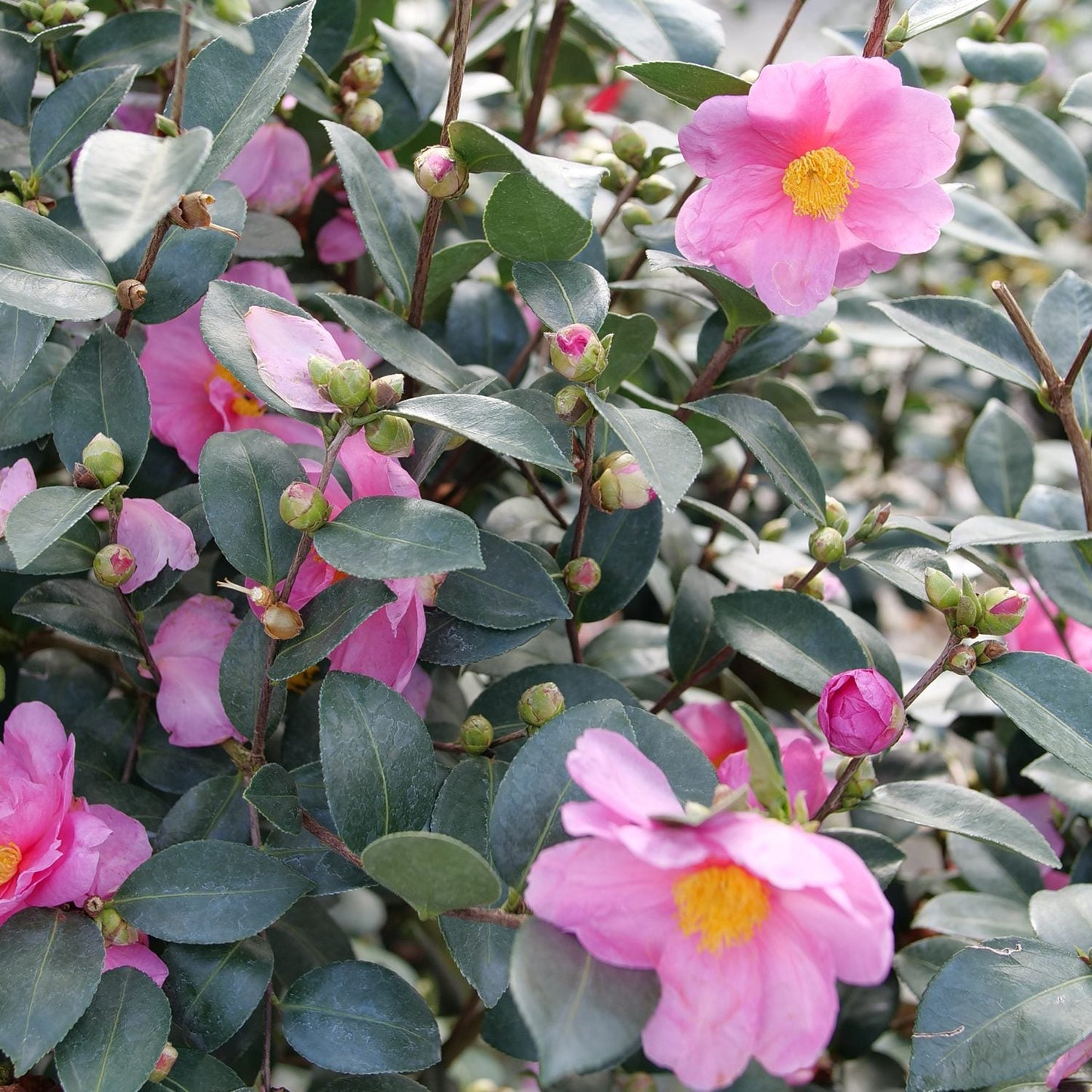 Just Chill® Double Mauve Camellia is an evergreen shrub featuring double mauve blooms with yellow centers nestled among dense green foliage and several unopened buds - Photo Courtesy of Proven Winners, Inc.