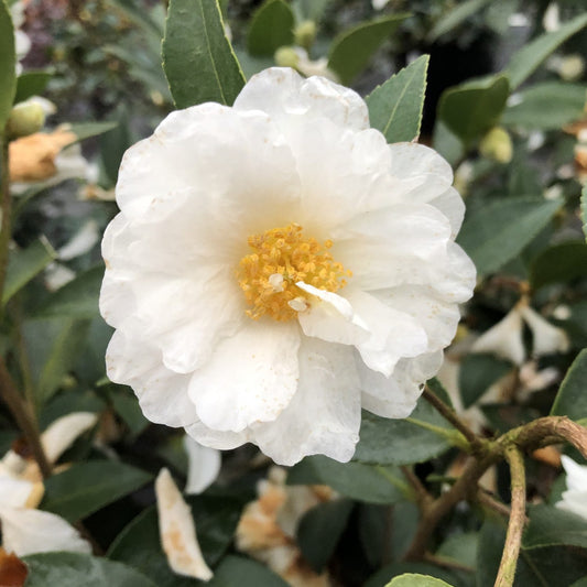 Just Chill® Double White Camellia - Photo Courtesy of Proven Winners, Inc.