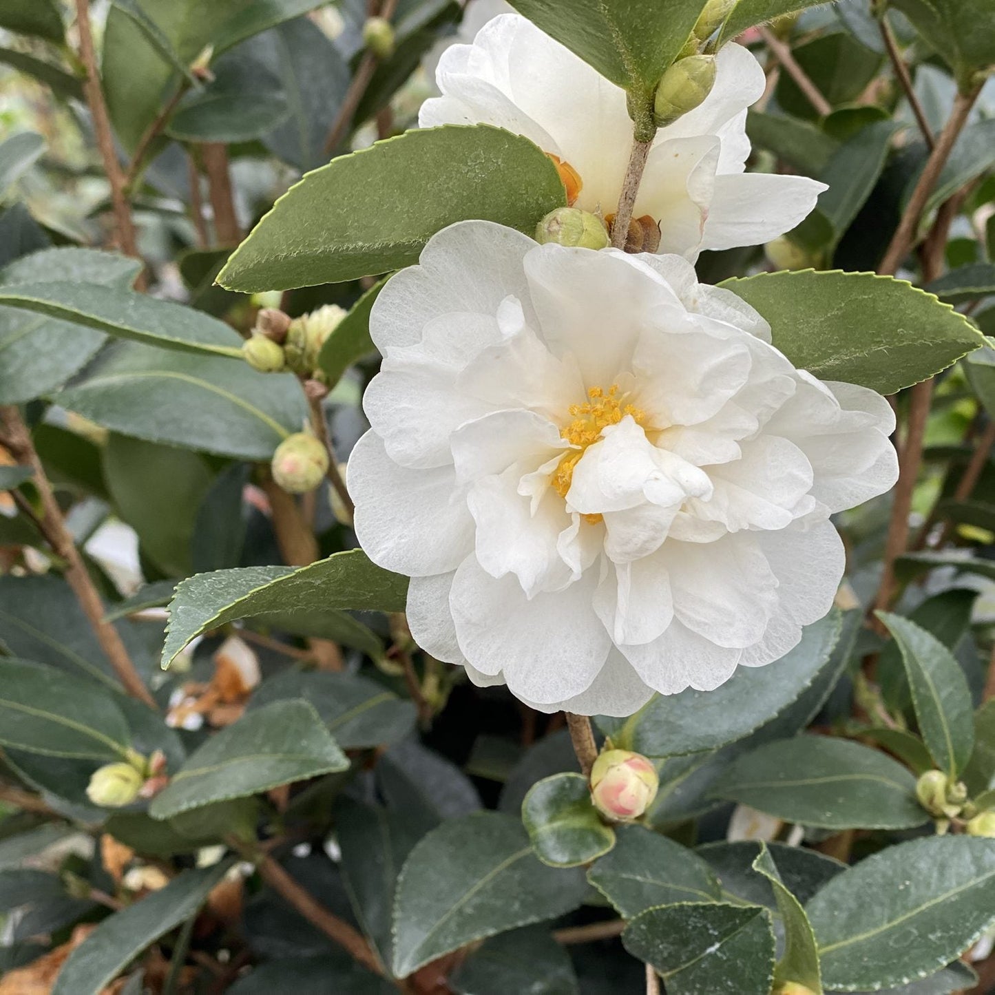 A close-up of the Just Chill® Double White Camellia in bloom on an evergreen shrub, with dark green leaves and flower buds, highlights its beautiful fall to winter flowering - Photo Courtesy of Proven Winners, Inc.