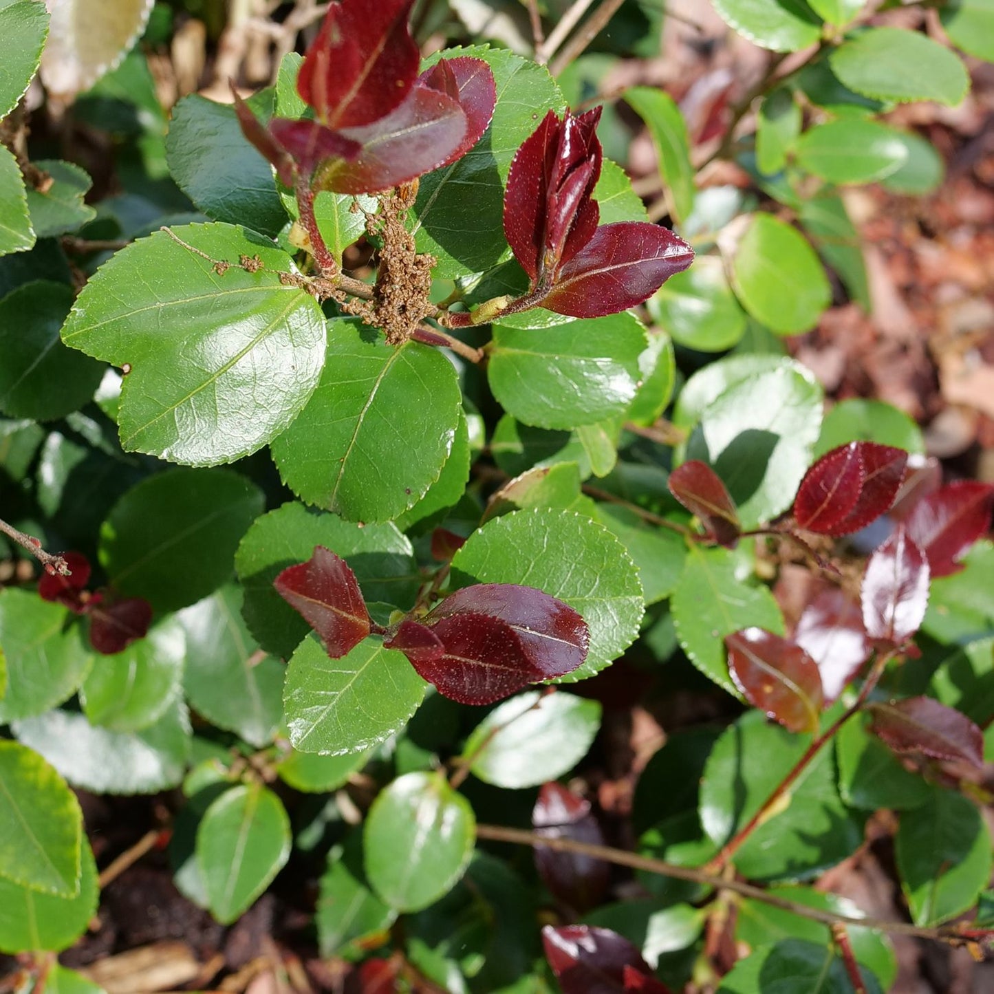 Close-up of Just Chill Red Tip® Camellia, an evergreen shrub with glossy green leaves and emerging reddish-brown new growth. Sunlight highlights its vibrant foliage; brown soil is visible in the background - Photo Courtesy of Proven Winners, Inc.