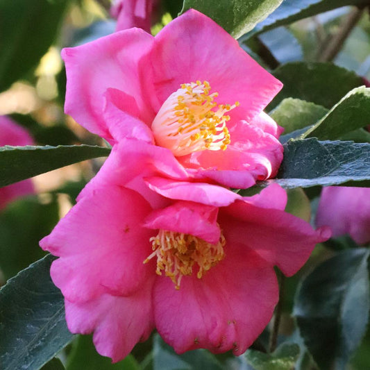 Warm Hearted™ Pink Camellia - Photo Courtesy of Proven Winners, Inc.