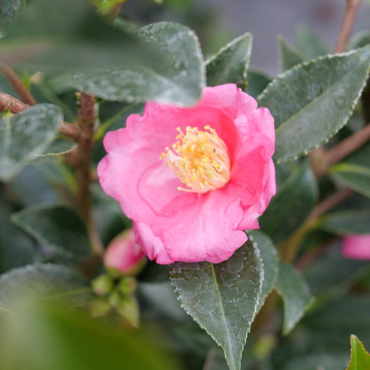 Warm Hearted™ Pink Camellia - Photo Courtesy of Proven Winners, Inc.