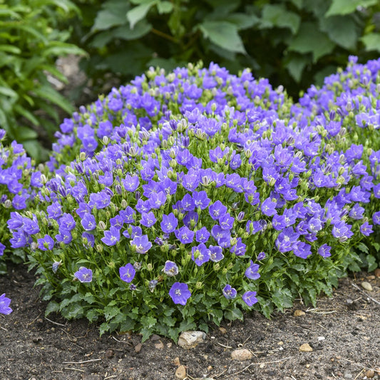 A dense growth of blooming purple bell-shaped Mini Marvels™ 'Midnight' Bellflower (Campanula) grows in a garden bed, surrounded by green foliage and soil - Photo Courtesy of Proven Winners, Inc.