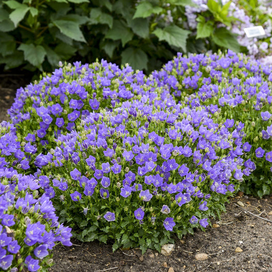 Dense clusters of vibrant purple, bell-shaped Mini Marvels™ 'Midnight' Bellflower (Campanula) bloom close to the ground as a stunning perennial ground cover, framed by green foliage and soil, with lush greenery in the background - Photo Courtesy of Proven Winners, Inc.
