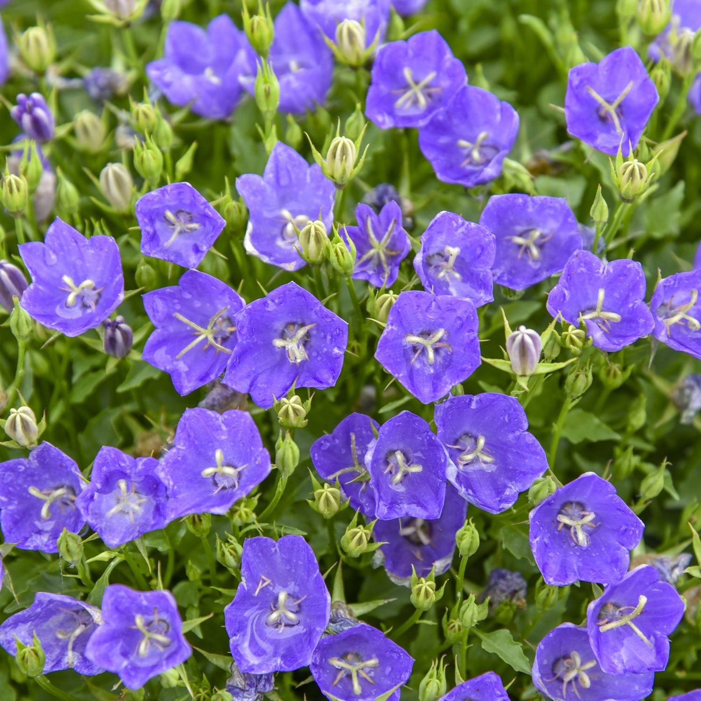 A dense planting of vibrant purple Mini Marvels™ 'Midnight' Bellflower (Campanula) blooms, with green stems and leaves and both open flowers and closed buds - Photo Courtesy of Proven Winners, Inc.