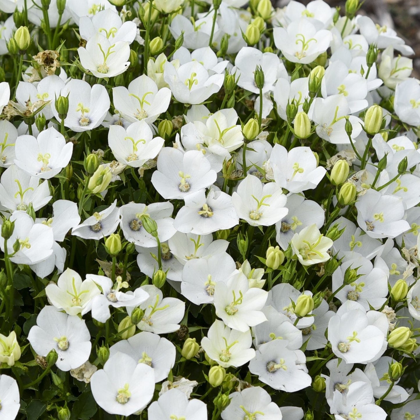 Mini Marvels™ 'Starbright' Bellflower (Campanula) boasts clusters of white, bell-shaped blooms with light yellow-green centers and dense green buds among foliage - Photo Courtesy of Proven Winners, Inc.