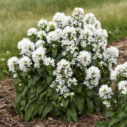 'Angel Bells' Bellflower (Campanula) features lush green foliage and dense clusters of small white bells, thriving in garden beds with mulch and grass - Photo Courtesy of Proven Winners, Inc.