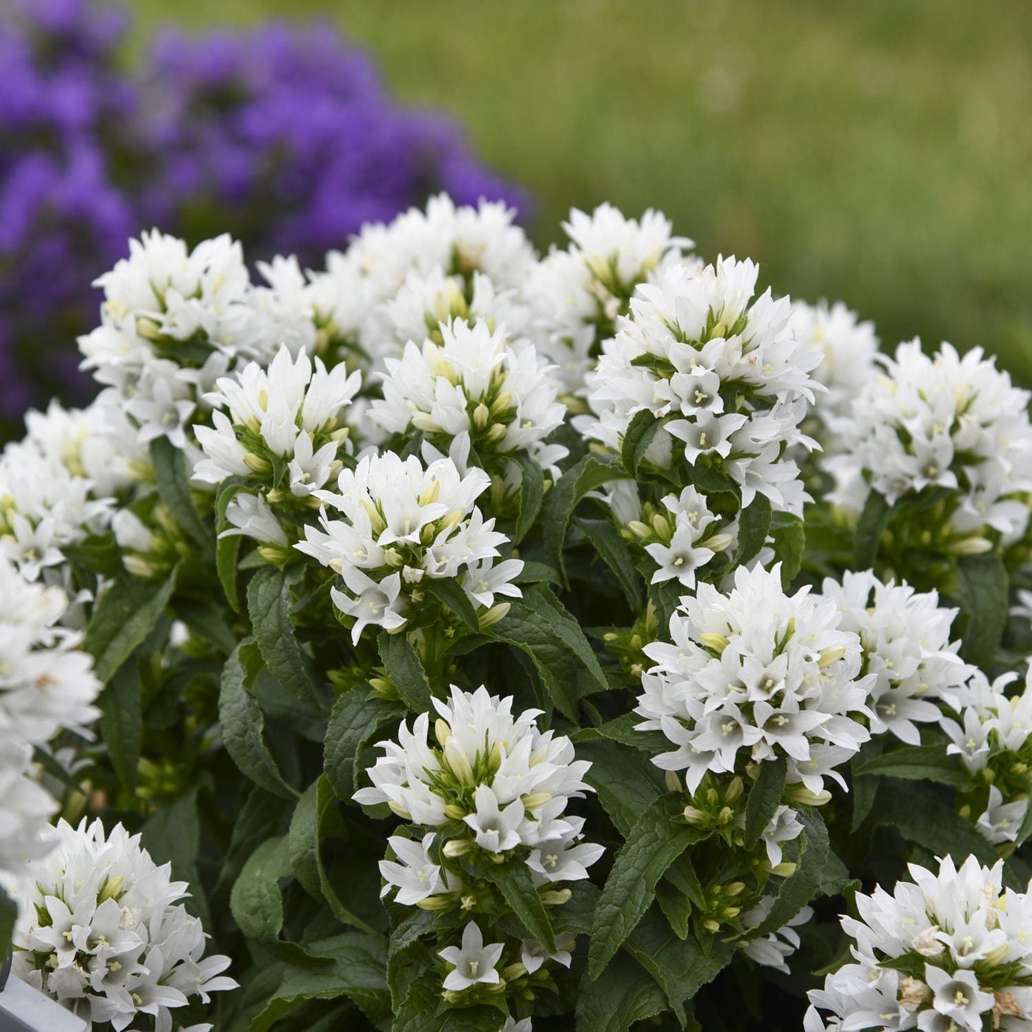 Close-up of 'Angel Bells' Bellflower (Campanula) features white bell-shaped blooms and green leaves, thriving outdoors with blurred purple flowers and green grass in the backdrop - Photo Courtesy of Proven Winners, Inc.