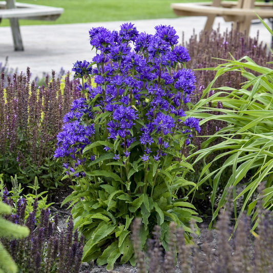 Bells and Whistles' Bellflower (Campanula) - Photo Courtesy of Proven Winners, Inc.