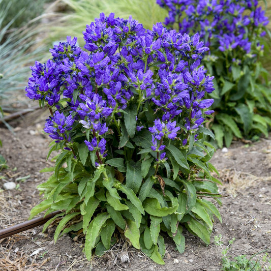 Bells and Whistles' Bellflower (Campanula) - Photo Courtesy of Proven Winners, Inc.