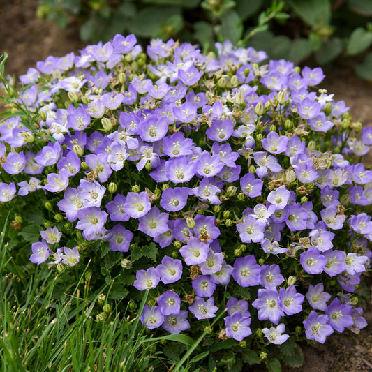 A dense mound of Mini Marvels™ 'Twilight' Bellflower (Campanula), a perennial for small gardens, features small, five-petaled light purple blooms nestled among green foliage and grass in a garden setting - Photo Courtesy of Walters Gardens, Inc.