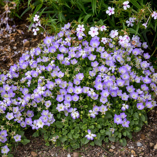 Mini Marvels™ 'Twilight' Bellflower (Campanula) forms a dense cluster of small, light purple blooms with green leaves, alongside blue and white bi-colored flowers - Photo Courtesy of Walters Gardens, Inc.