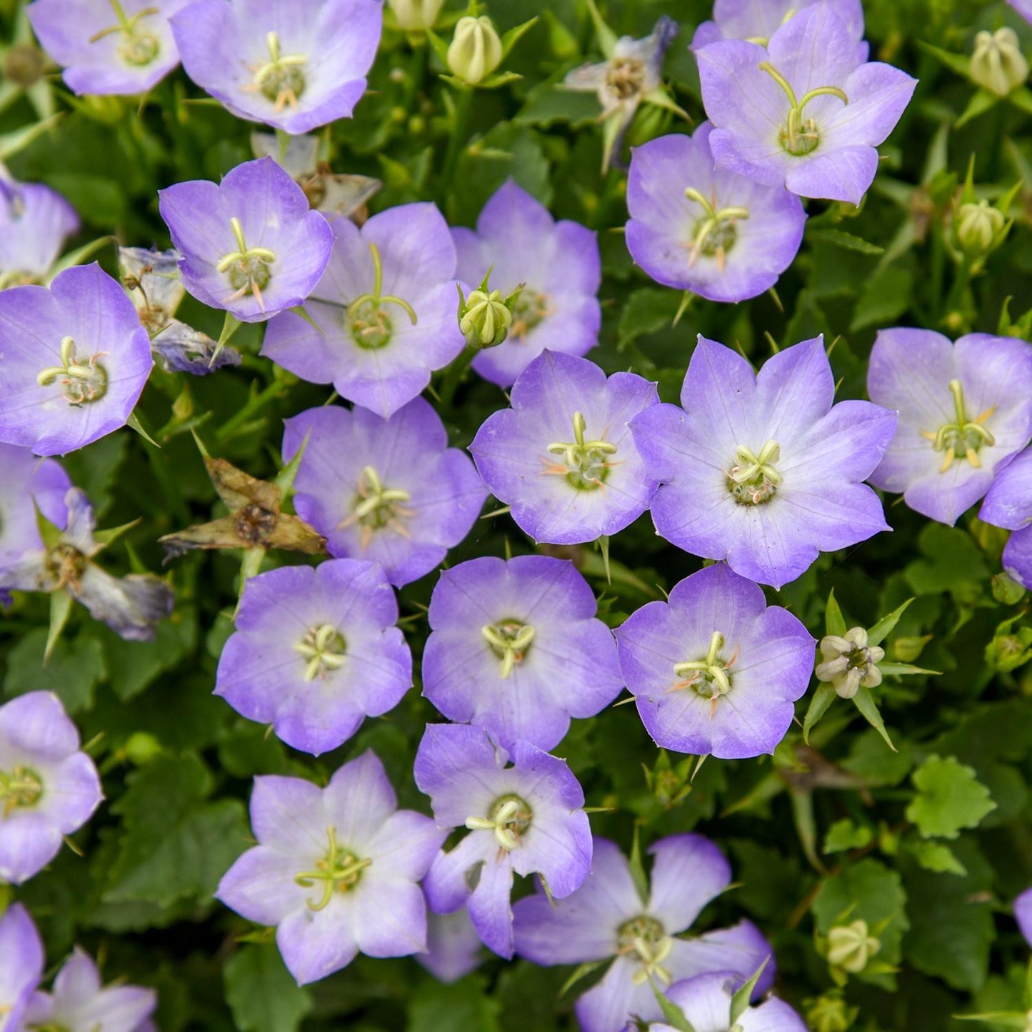 Top-down view of several clusters of Mini Marvels™ 'Twilight' Bellflower (Campanula), featuring light purple, bi-colored blue and white blooms with green centers and lush leaves - Photo Courtesy of Walters Gardens, Inc.