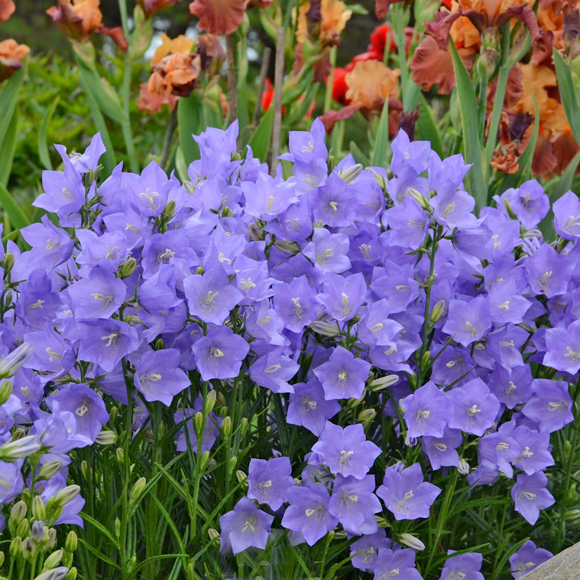 Clusters of vibrant Takion Blue Bellflower (Campanula) bloom among lush green leaves, with blurred orange and red flowers in the background, highlighting this perennial’s lively charm - Photo Courtesy of Walters Gardens, Inc.