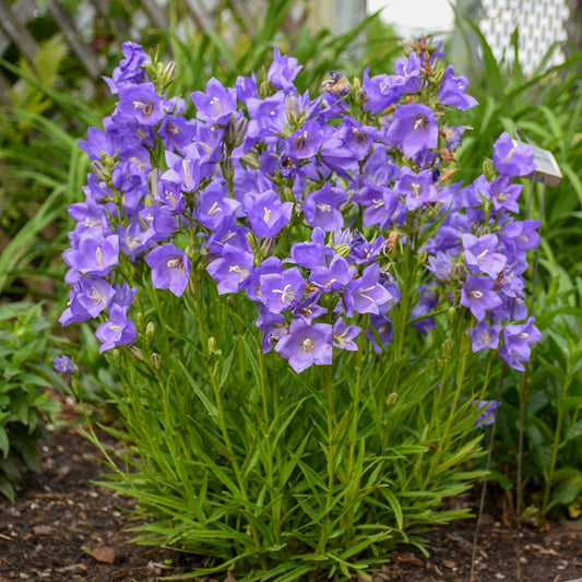Takion Blue Bellflower (Campanula) - Photo Courtesy of Walters Gardens, Inc.