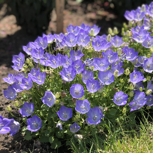 Rapido Blue' Bellflower (Campanula) - Photo Property of Garden Crossings LLC