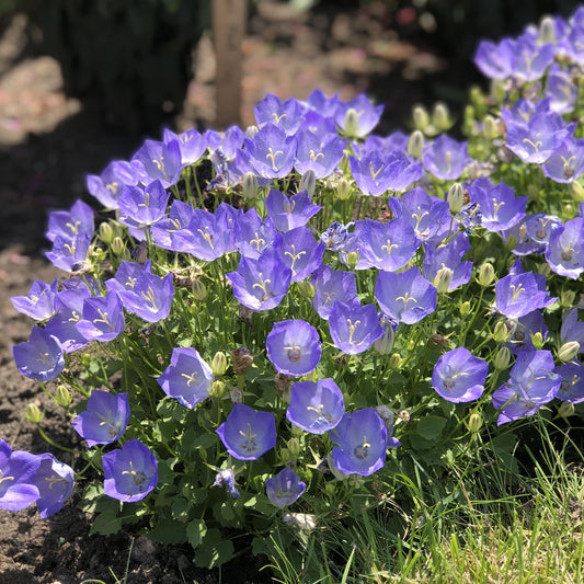 Clusters of vibrant purple 'Rapido Blue' Bellflower (Campanula) bloom in a sunlit garden bed with lush green leaves, grass, and dark soil visible beneath - Photo Property of Garden Crossings LLC.