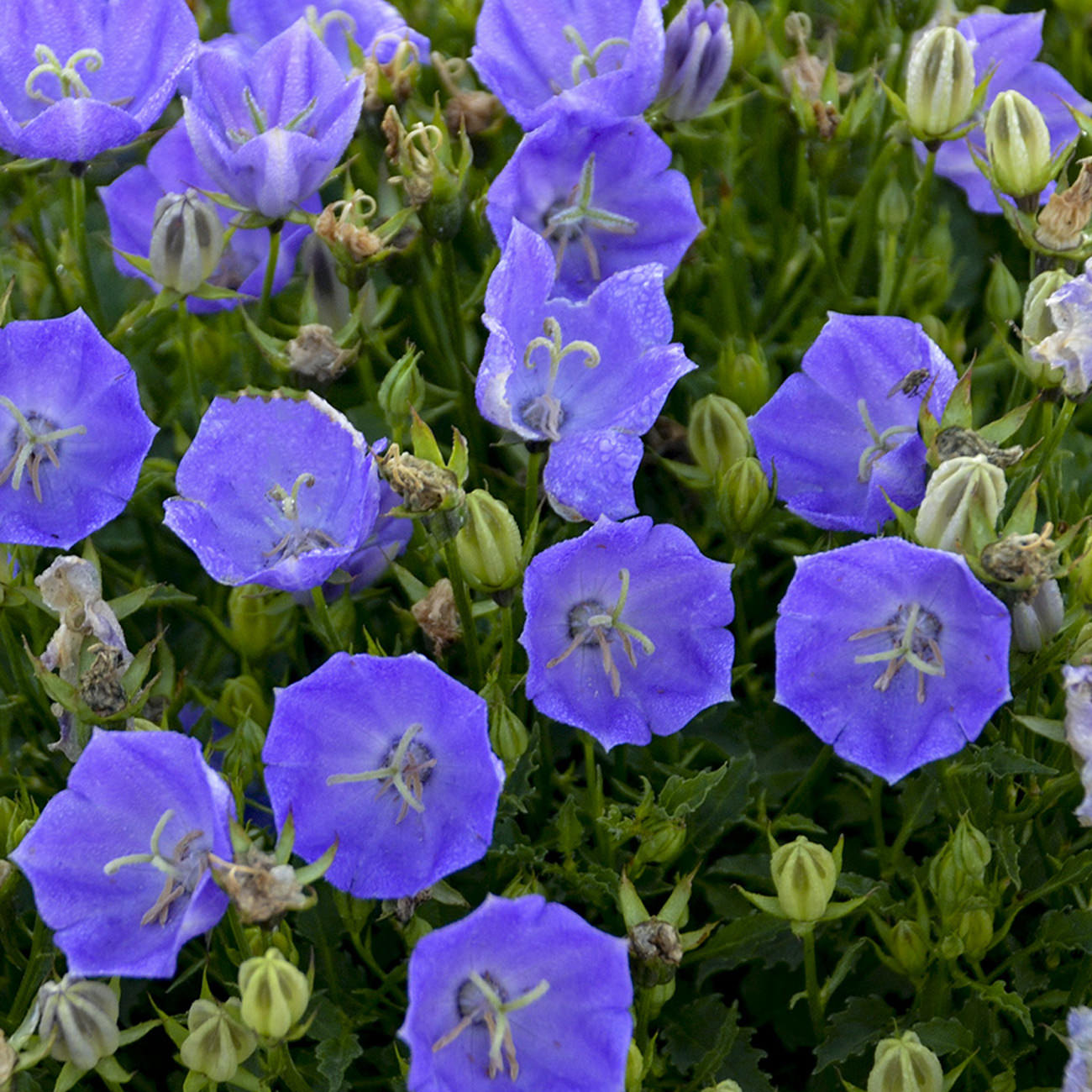Dense planting of vibrant blue, bell-shaped flowers with green leaves and buds of the 'Rapido Blue' Bellflower (Campanula) - Photo Courtesy of Walters Gardens, Inc.