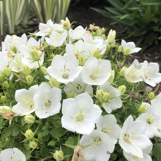 Rapido White' Bellflower (Campanula) - Photo Property of Garden Crossings LLC