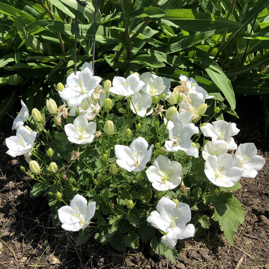 Rapido White' Bellflower (Campanula) - Photo Property of Garden Crossings LLC