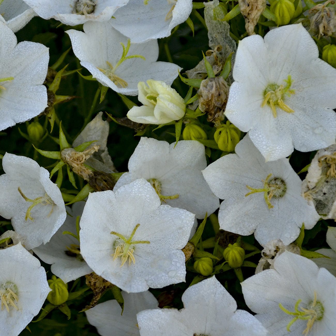 Close-up of 'Rapido White' Bellflower (Campanula) with white bell-shaped blooms and yellow stamens, green buds, and leaves - Photo Courtesy of Walters Gardens, Inc.