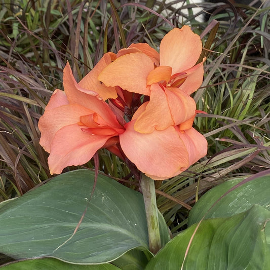 A Toucan® Coral Canna Lily (Canna) with large orange petals blooms amid green leaves and slender, dark, grass-like foliage in a tropical garden setting - Photo Property of Garden Crossings LLC