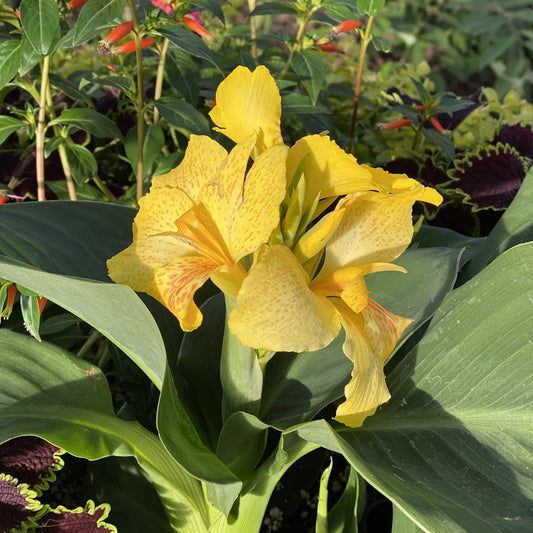 A close-up of the Toucan® Yellow Canna Lily (Canna) highlights its yellow petals with speckled orange markings, set against large green leaves and lush foliage in a bright tropical garden - Photo Property of Garden Crossings LLC