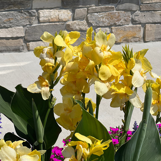 Toucan® Yellow Canna Lily (Canna) - Photo Property of Garden Crossings LLC