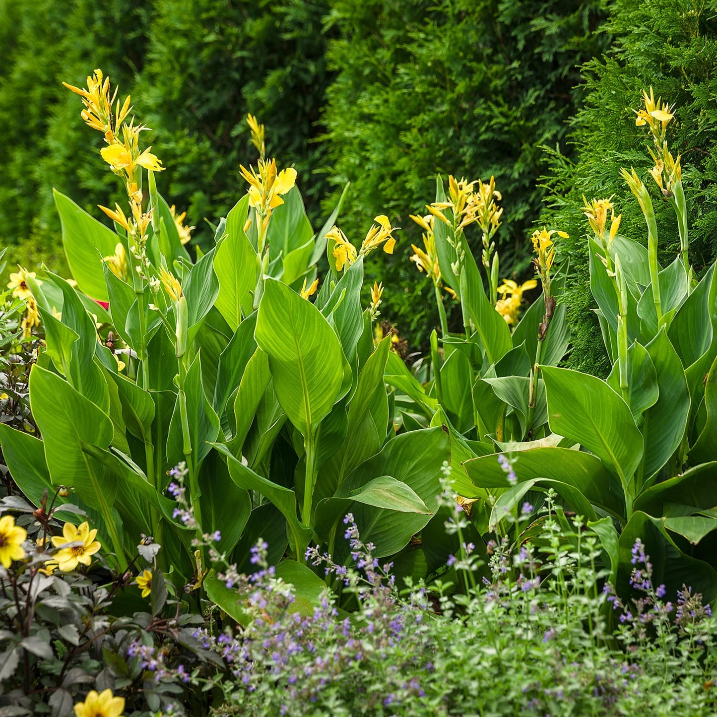 Toucan® Yellow Canna Lily (Canna) plants with broad green leaves and vibrant yellow blooms grow densely in a garden, bordered by evergreen shrubs and complemented by smaller purple and yellow flowers in the garden foreground - Photo Courtesy of Proven Winners, Inc.